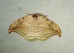 Drepana arcuata