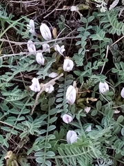 Astragalus testiculatus