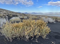 Atriplex canescens