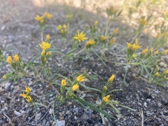 Pectis papposa papposa