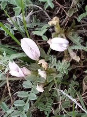 Astragalus testiculatus