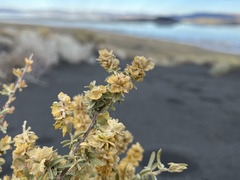 Atriplex canescens