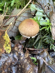 Inocybe cinnamomea