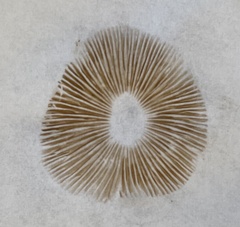 Inocybe cinnamomea