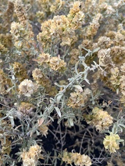 Atriplex canescens