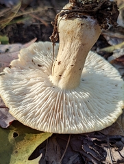 Tricholoma album