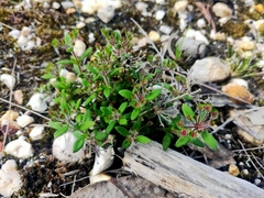 Pomax umbellata