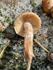 Inocybe cinnamomea