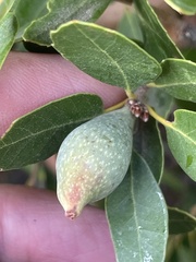 Heteroecus pacificus