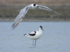 Recurvirostra avosetta