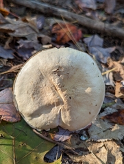 Tricholoma album