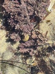 Corallinaceae