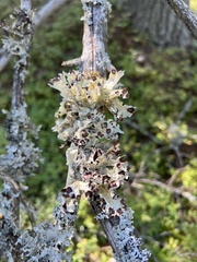 Platismatia tuckermanii