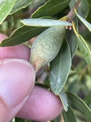 Heteroecus pacificus