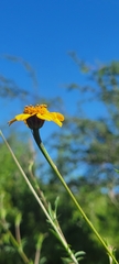 Dyssodia tagetiflora