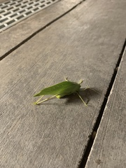 Microcentrum rhombifolium