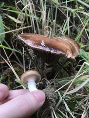 Gomphidius oregonensis