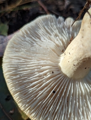 Tricholoma album
