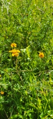 Dyssodia tagetiflora