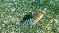 Rhinecanthus aculeatus