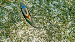 Rhinecanthus aculeatus