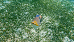 Rhinecanthus aculeatus