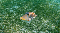 Rhinecanthus aculeatus