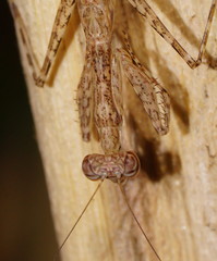 Ciulfina biseriata