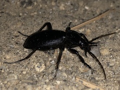 Carabus taedatus