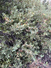 Heteroecus pacificus