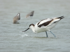 Recurvirostra avosetta