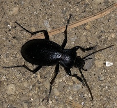 Carabus taedatus