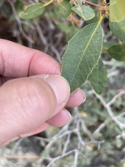 Heteroecus pacificus