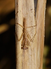 Ciulfina biseriata