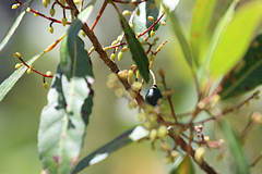 Elaeocarpus reticulatus