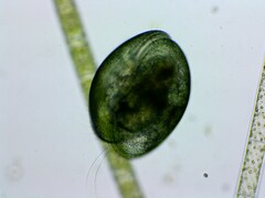 Ostracoda