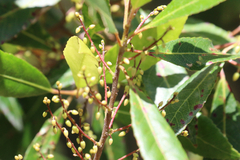 Elaeocarpus reticulatus