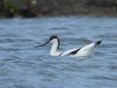 Recurvirostra avosetta