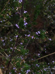 Muraltia rhamnoides