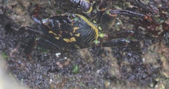 Leptograpsus variegatus