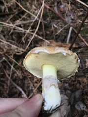 Suillus pseudobrevipes