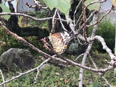 Argynnis hyperbius hyperbius