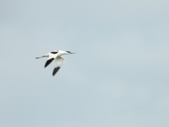 Recurvirostra avosetta