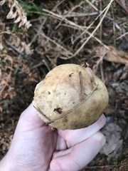 Suillus pseudobrevipes