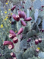 Opuntia phaeacantha