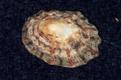 Patella vulgata