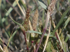 Sporobolus alopecuroides