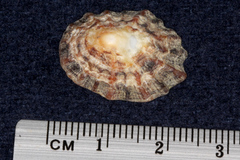 Patella vulgata