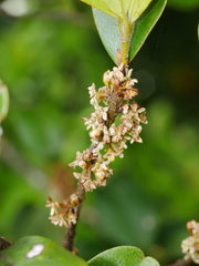 Myrsine chathamica