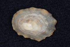 Patella vulgata